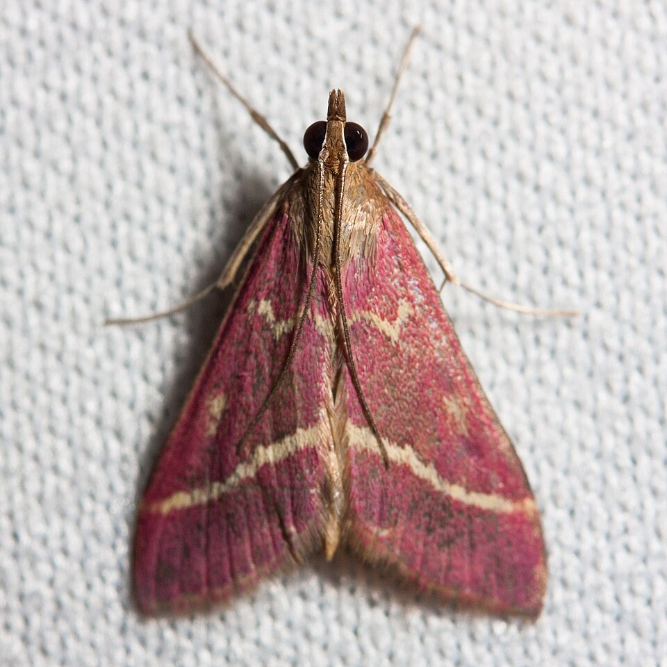 Photo of Volupial mint moth