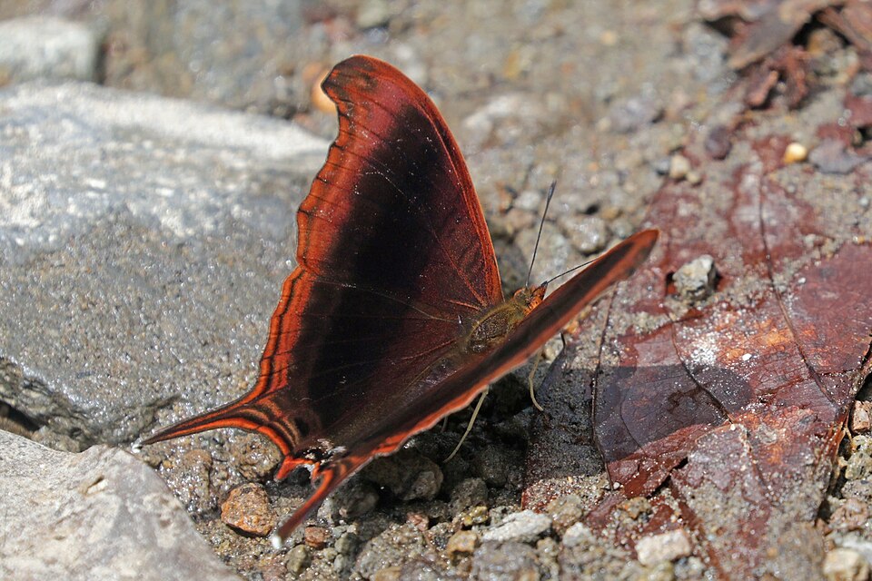 Photo of Waiter daggerwing