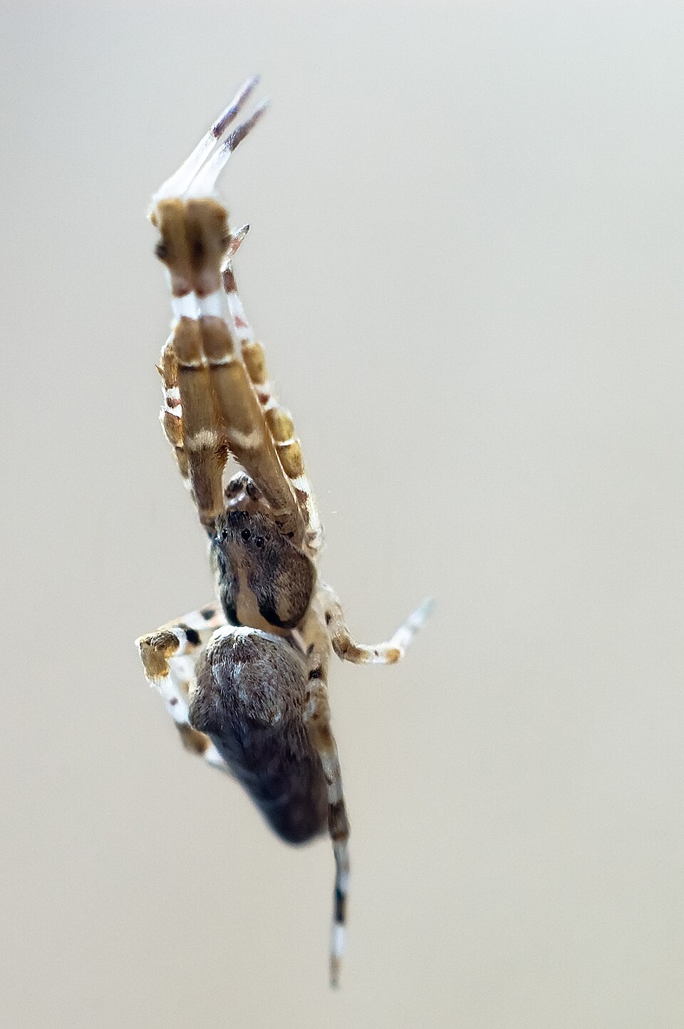 Photo of Walckenaer's feather-legged spider