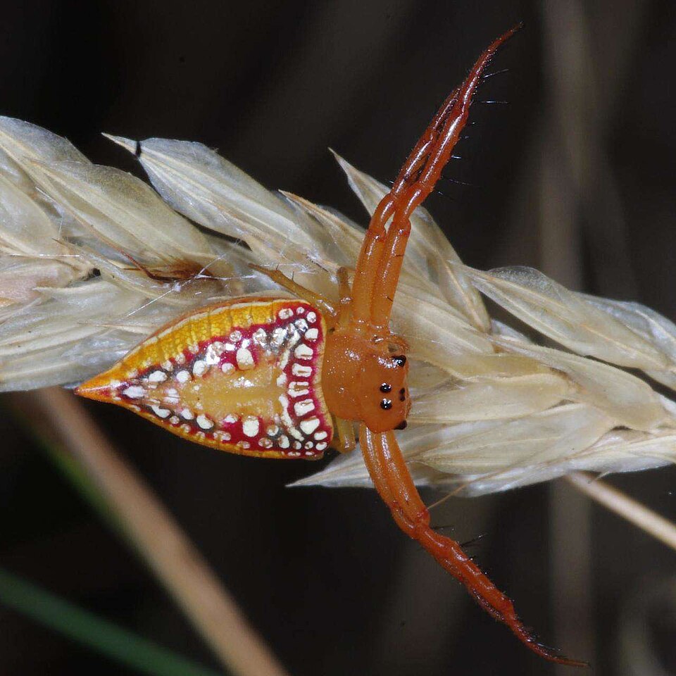 Photo of Walckenaer's studded triangular spider