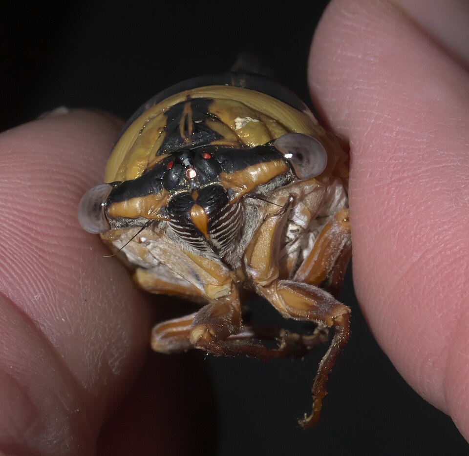 Photo of Walker's annual cicada