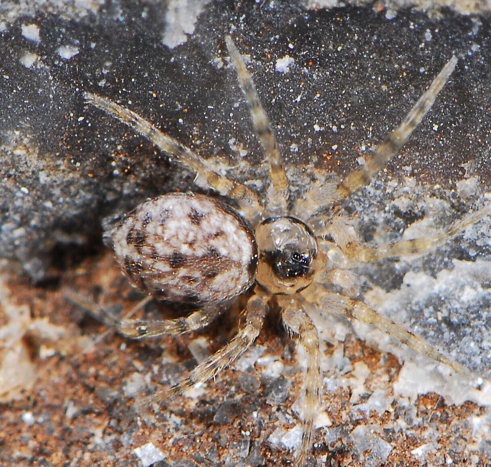 Photo of Wall spider
