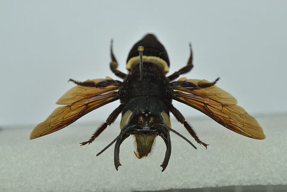 Photo of Wallace's giant bee