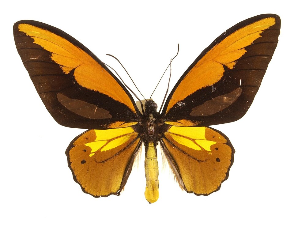 Photo of Wallace's golden birdwing