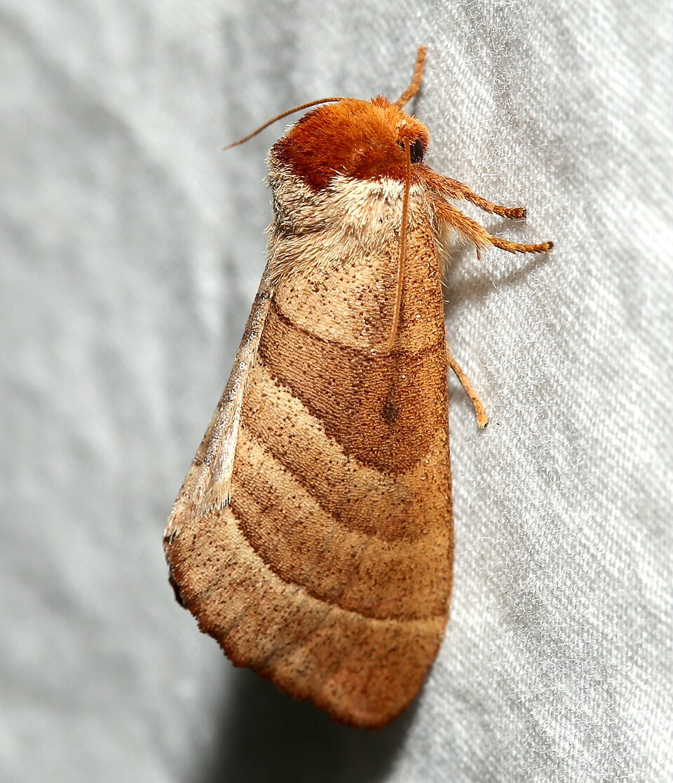 Photo of Walnut caterpillar moth