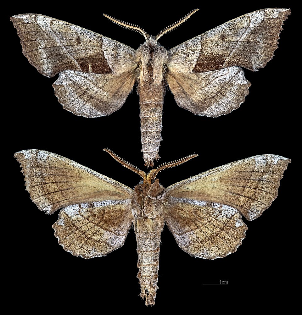 Photo of Walnut sphinx