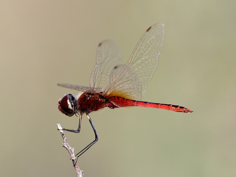 Photo of Wandering pennant