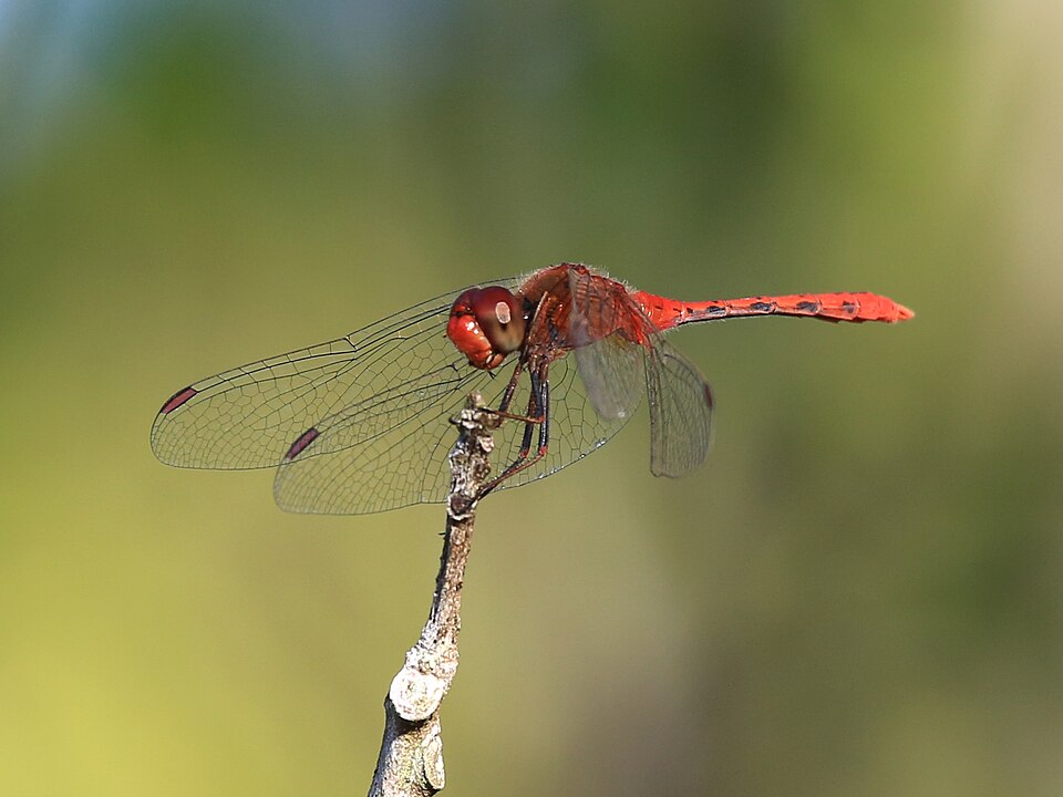 Photo of Wandering percher