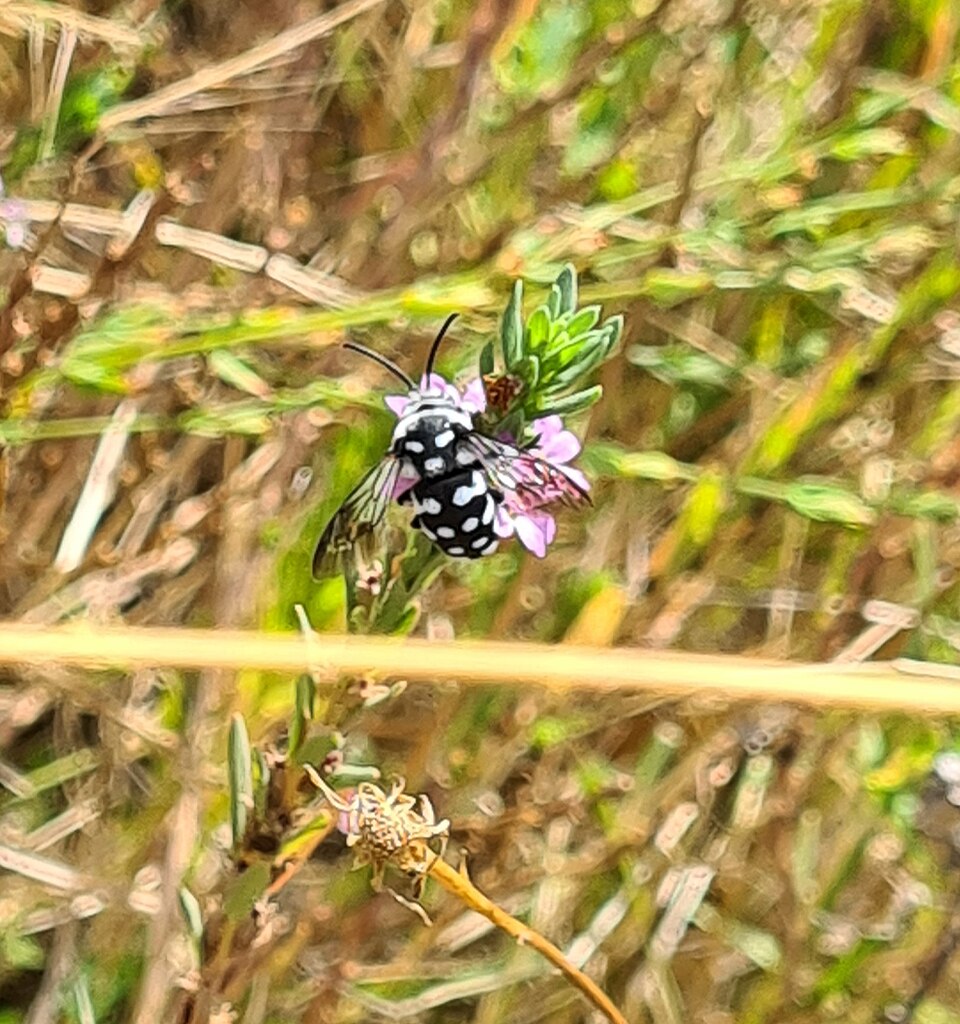 Photo of Waroona cuckoo bee