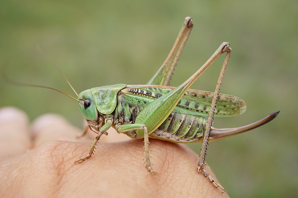 Photo of Heinaritsikas