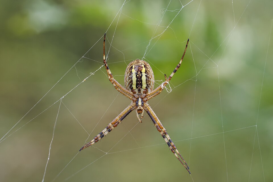 Photo of Wasp spider
