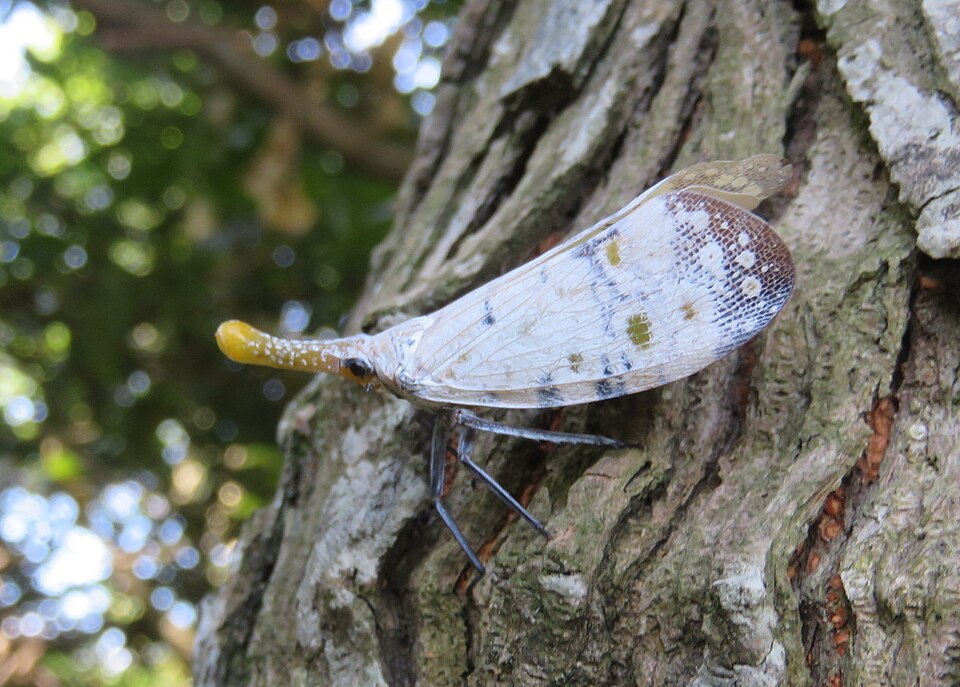 Photo of Watanabe's lanternfly