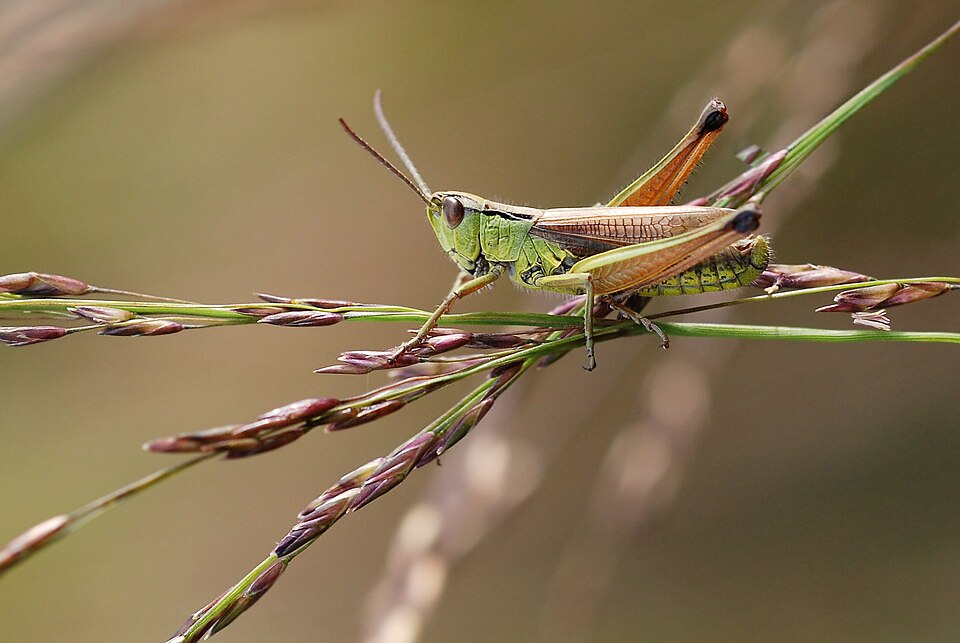 Photo of Water-meadow grasshopper