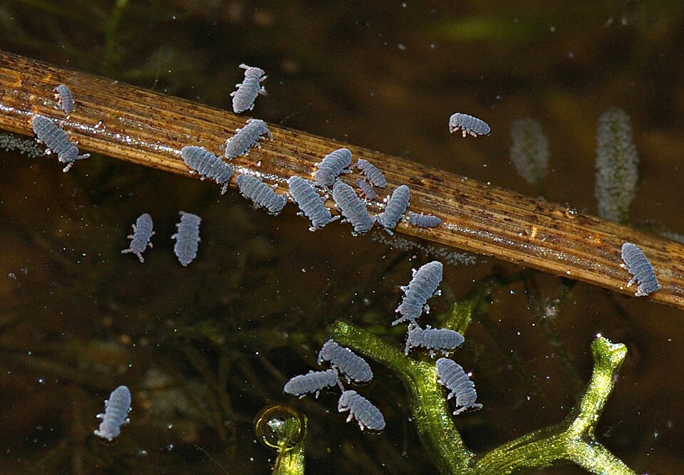 Photo of Water springtail