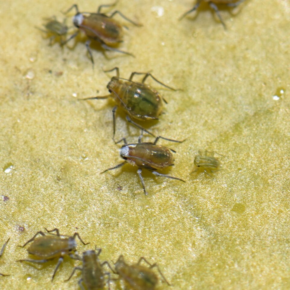 Photo of Waterlily aphid