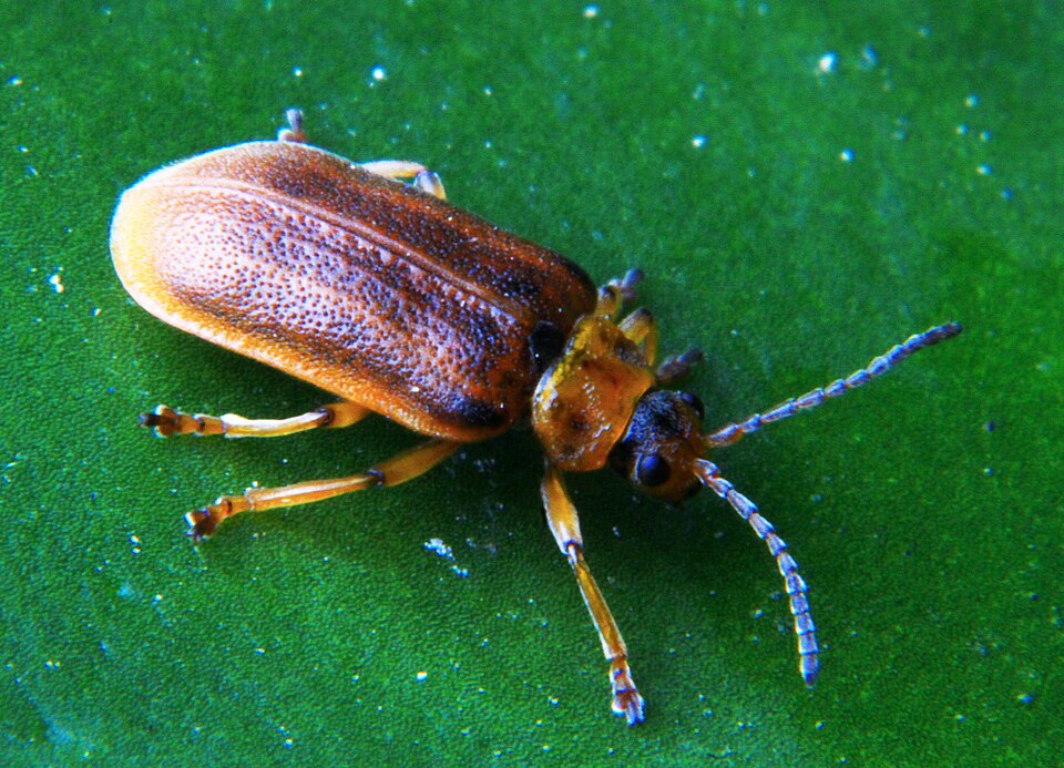 Photo of Waterlily leaf beetle