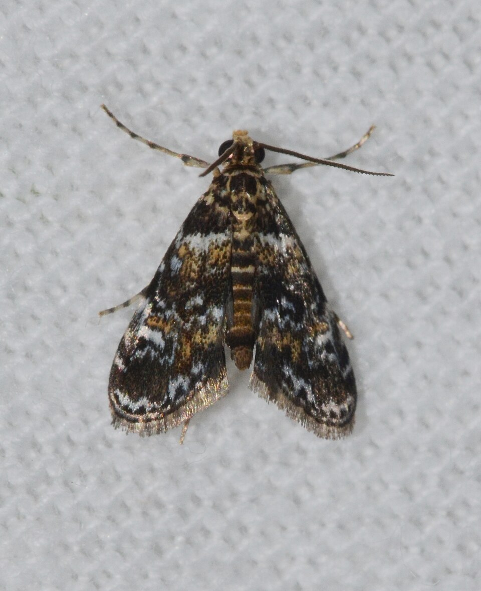 Photo of Waterlily leafcutter moth