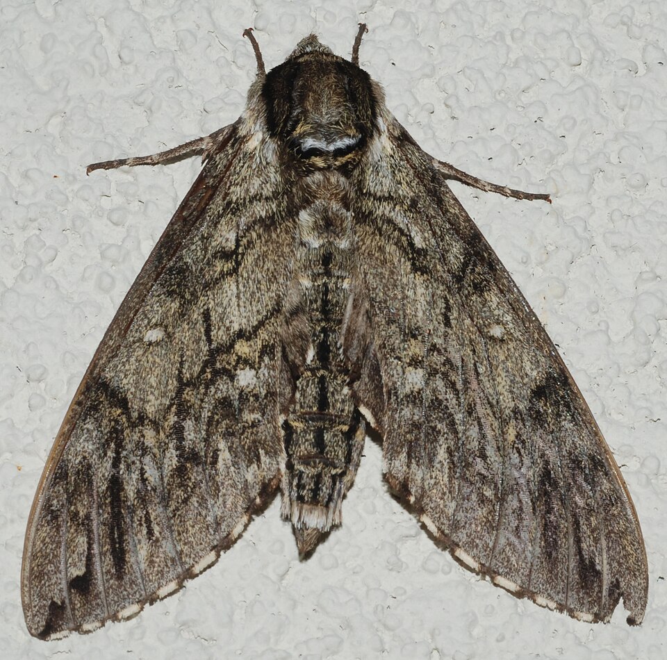 Photo of Waved sphinx