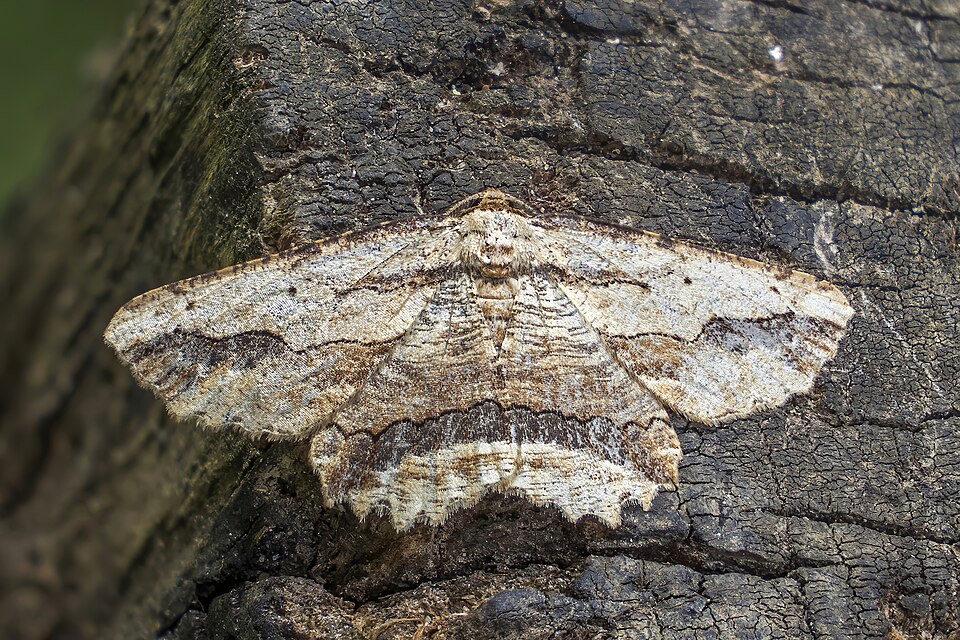 Photo of Waved umber