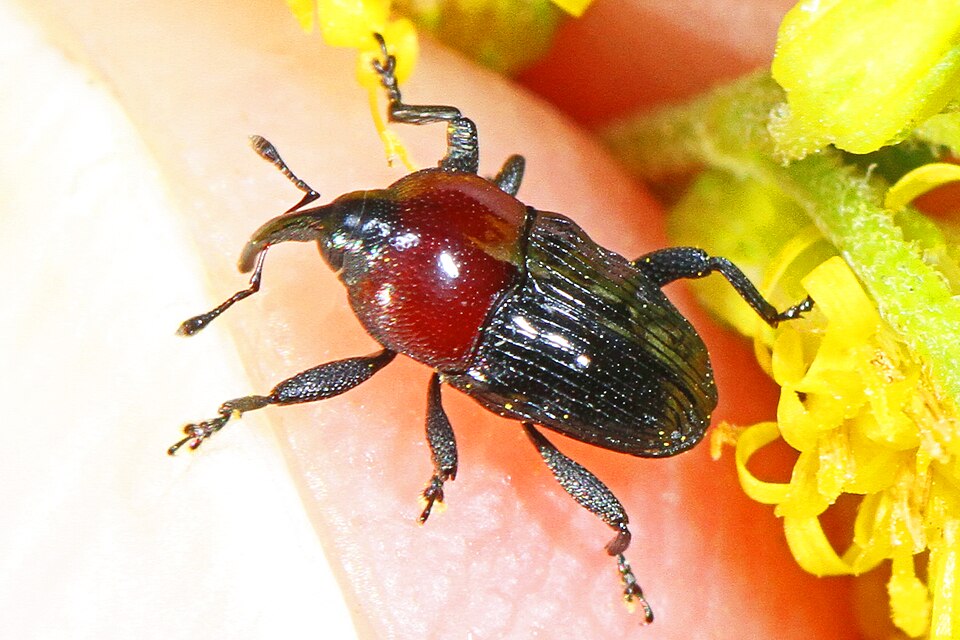 Photo of Wavy flower weevil