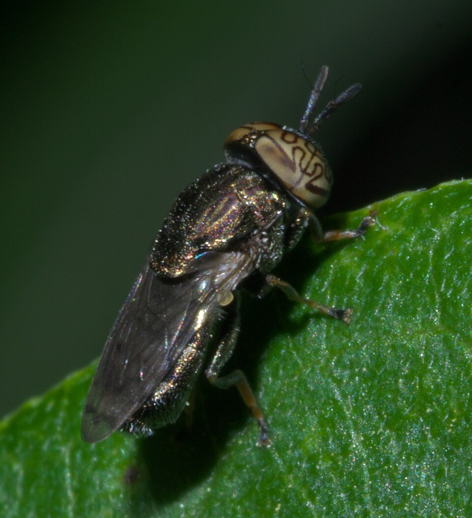 Photo of Wavy mucksucker