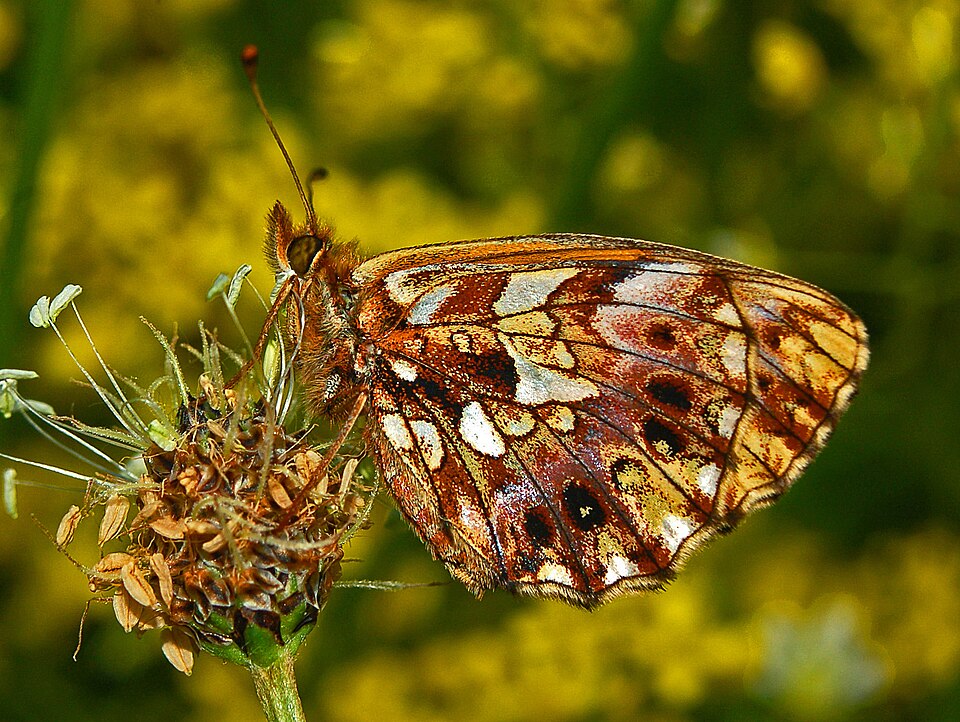 Photo of Weaver's fritillary