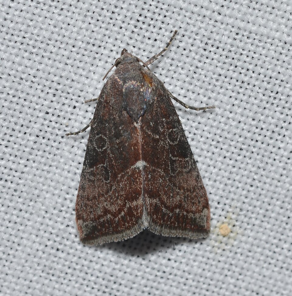 Photo of Wedgling moth