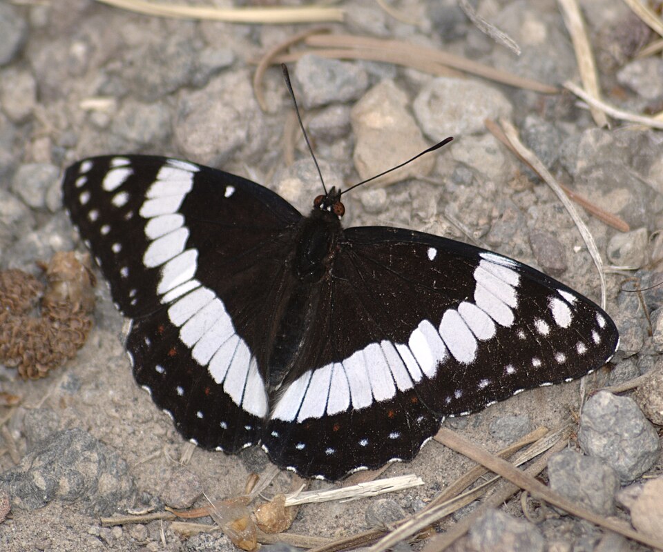 Photo of Weidemeyer's admiral