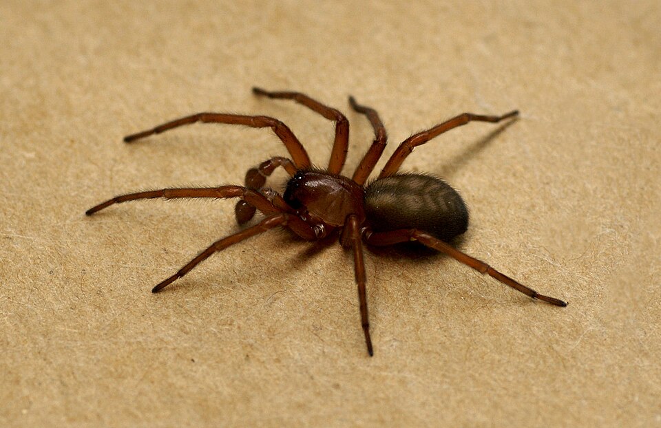Photo of West coast laceweaver