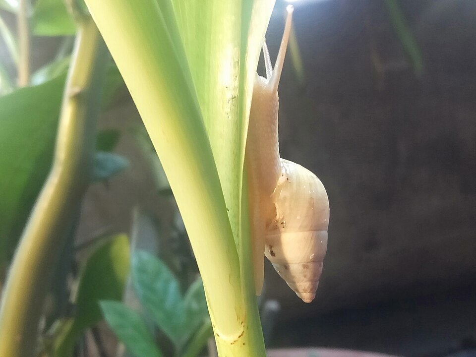 Photo of West Indian bulimulus