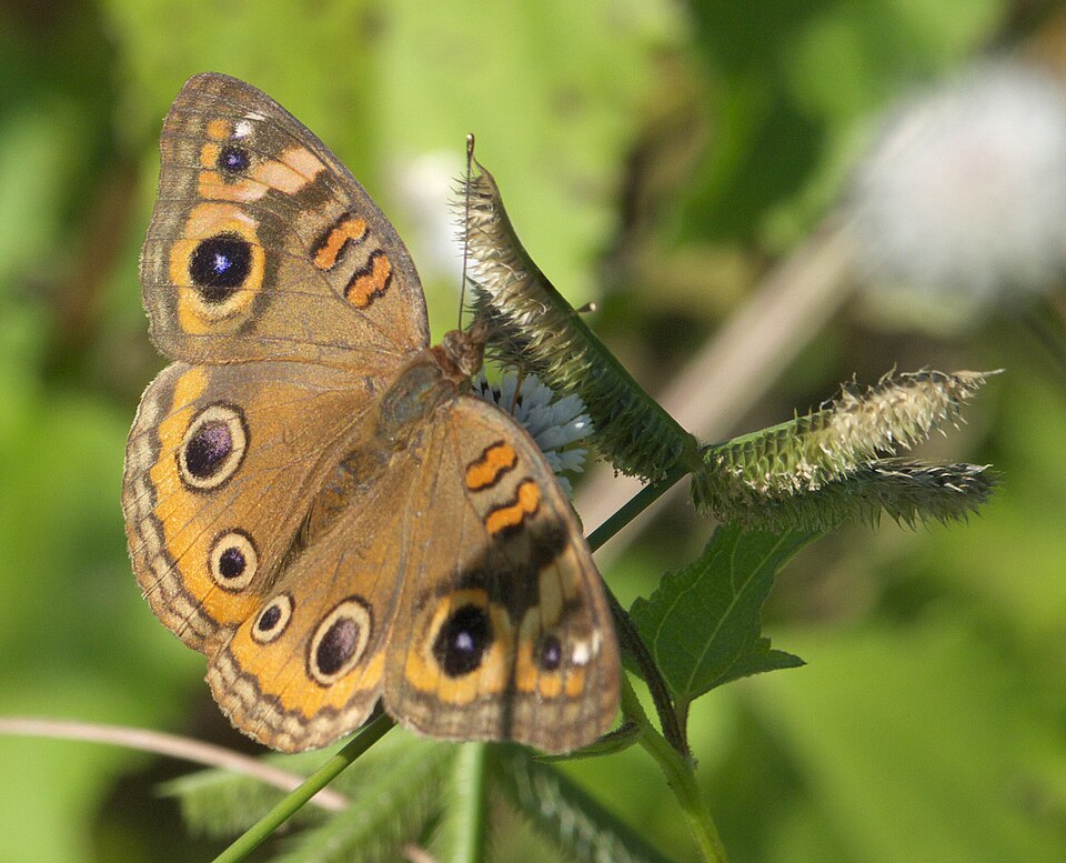 Photo of West Indian mangrove buckeye