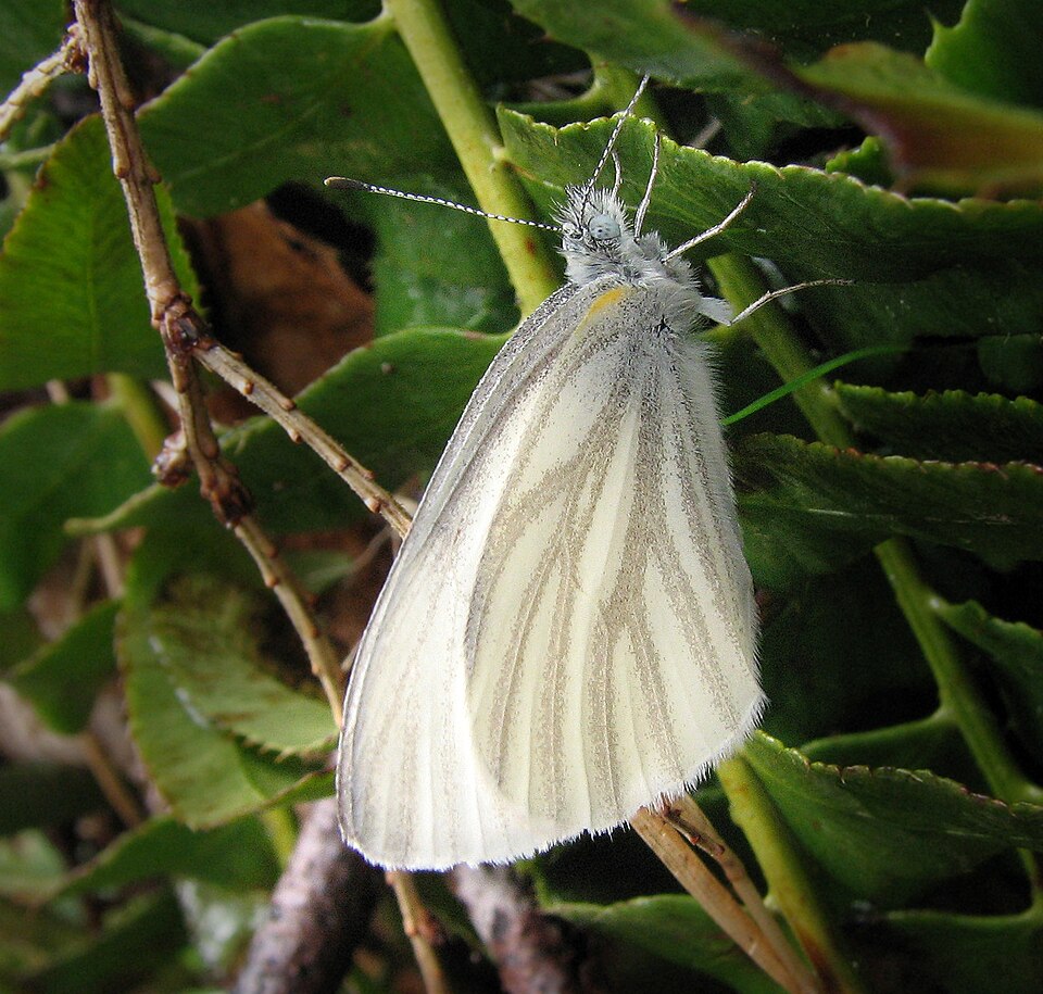 Photo of West Virginia white