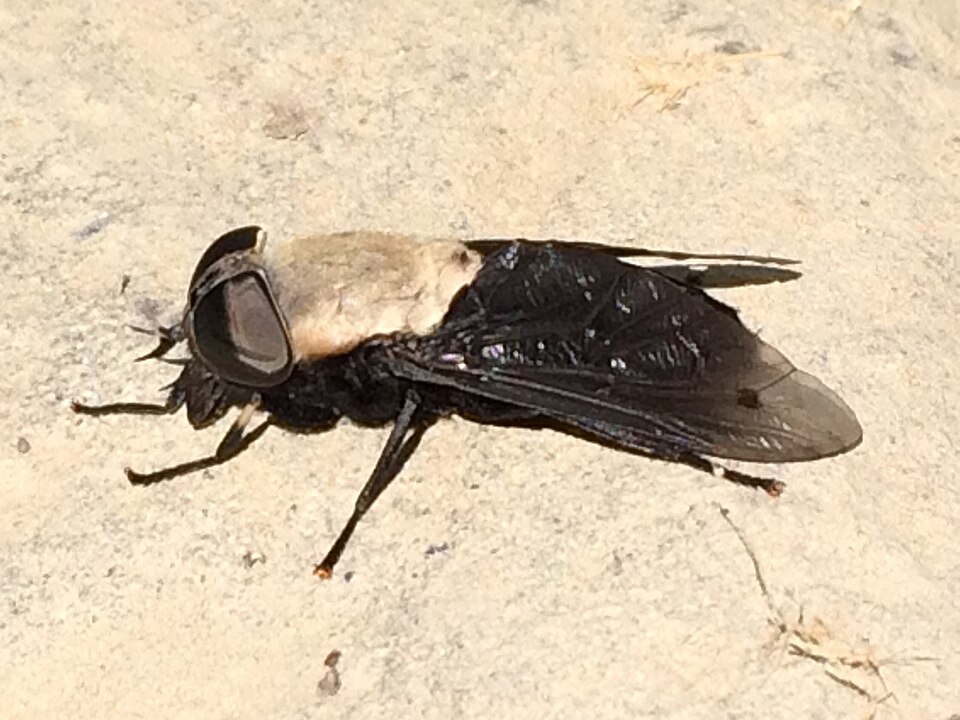 Photo of Western black horse fly