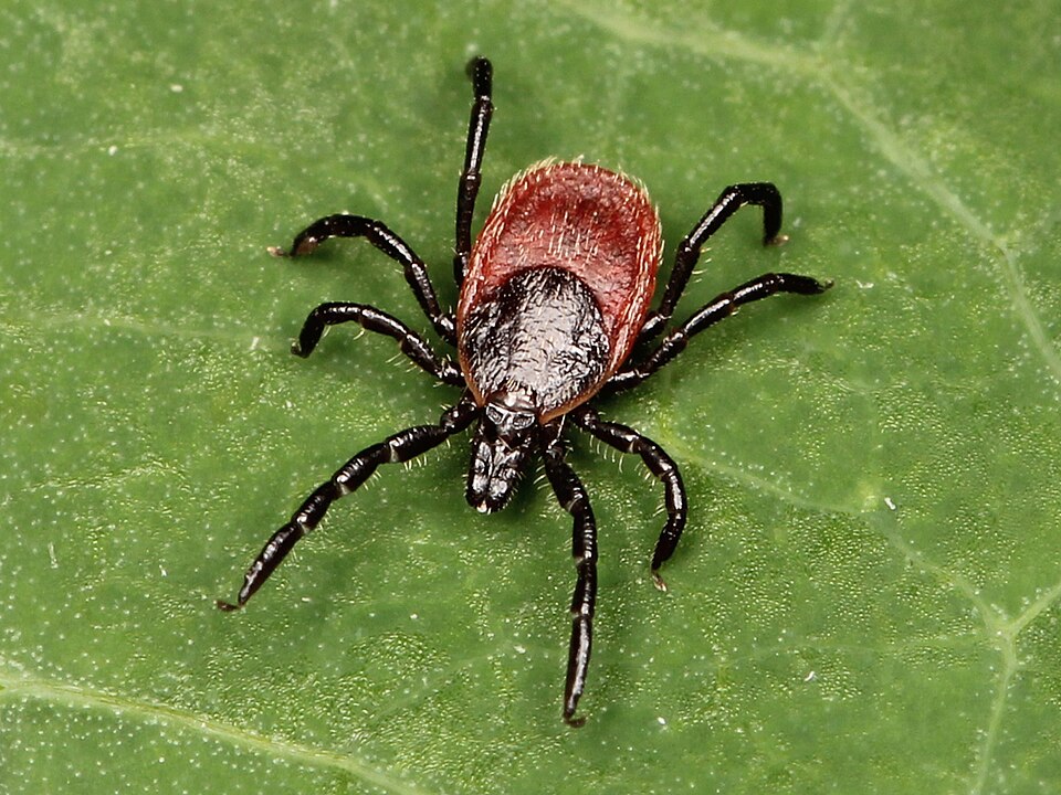 Photo of Western black-legged tick