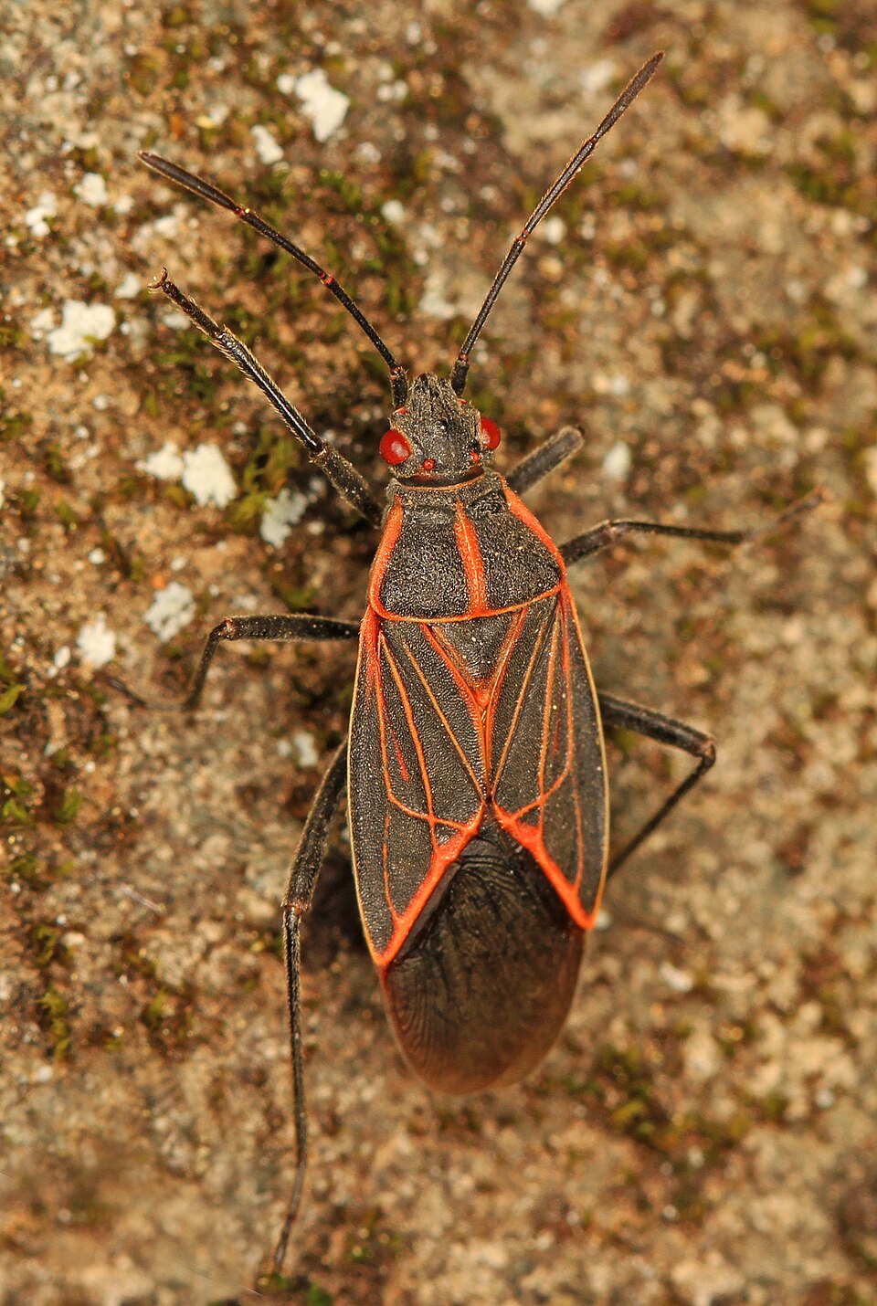 Photo of Western boxelder bug