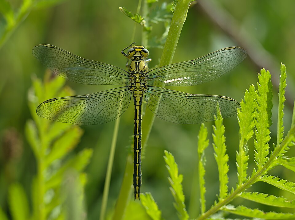 Photo of Western clubtail