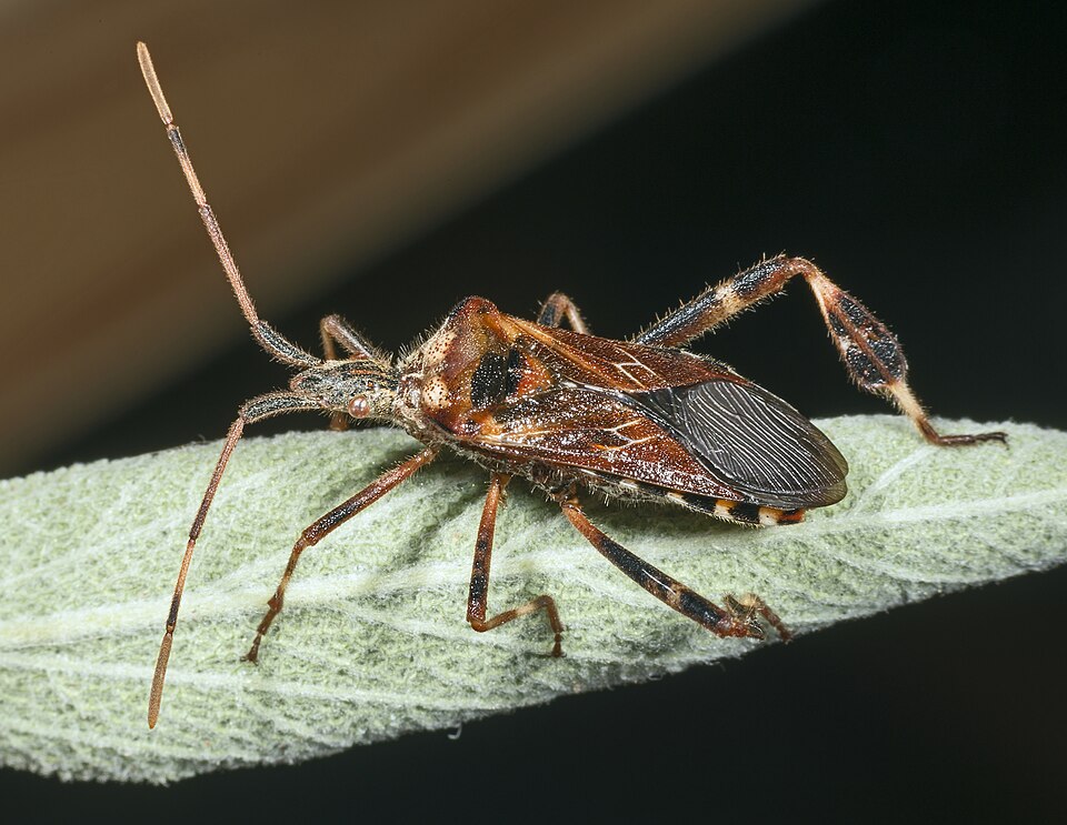 Photo of Western conifer seed bug