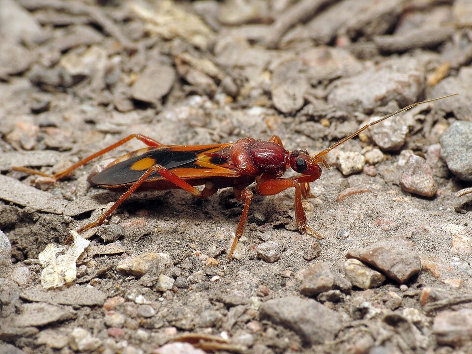 Photo of Western corsair bug