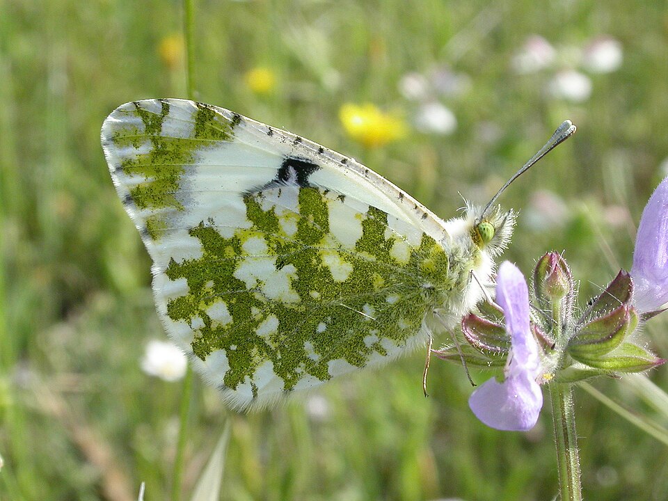 Photo of Western dappled white