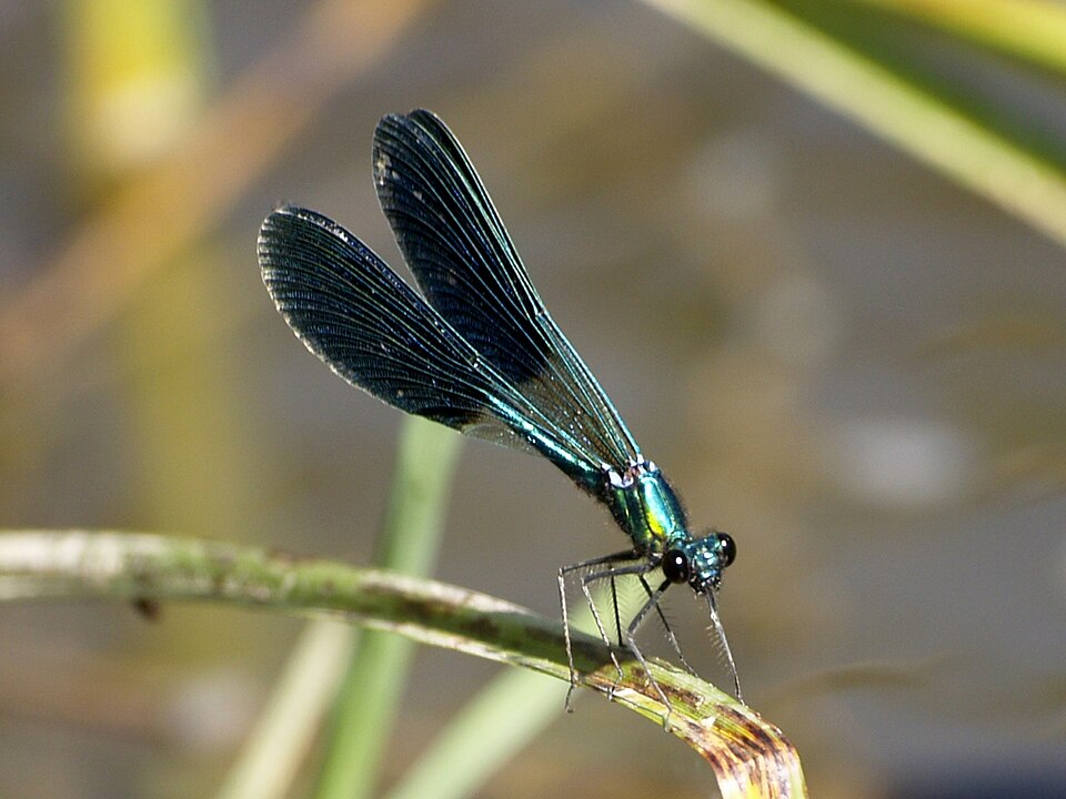 Photo of Western demoiselle