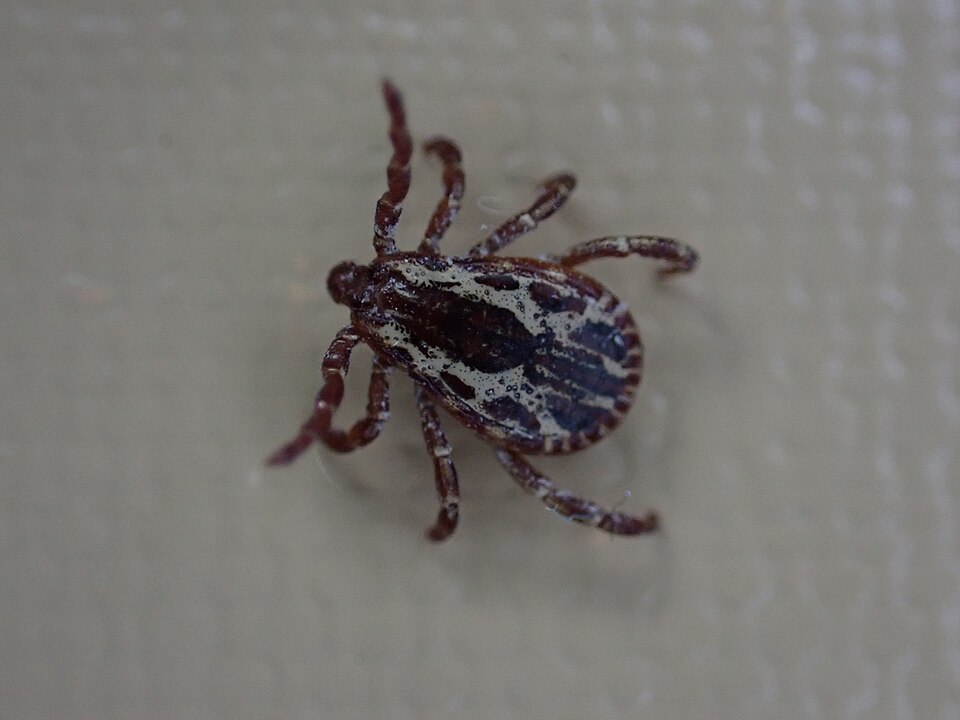 Photo of Western dog tick