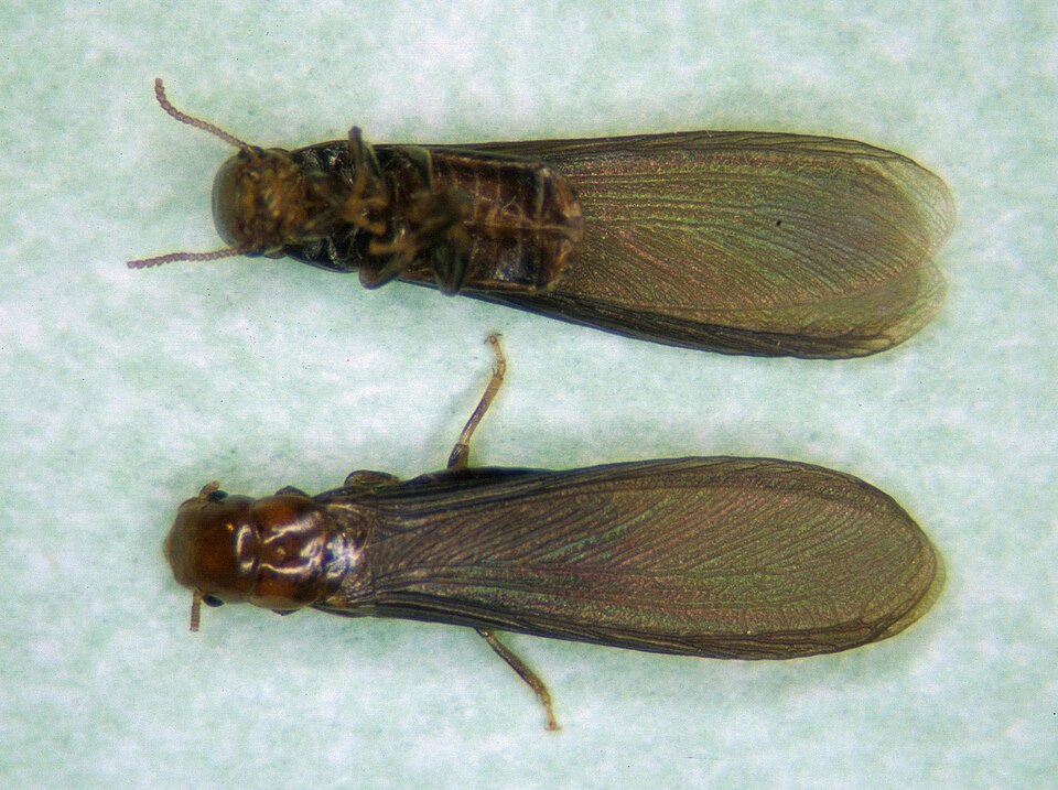 Photo of Western drywood termite