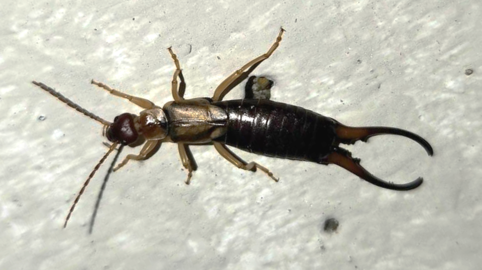 Photo of Western earwig