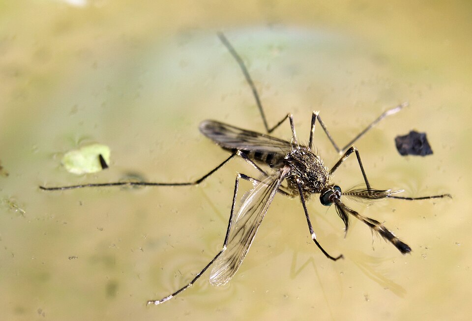 Photo of Western encephalitis mosquito