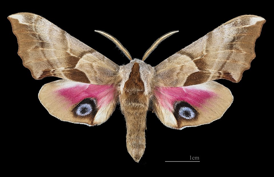 Photo of Western eyed sphinx