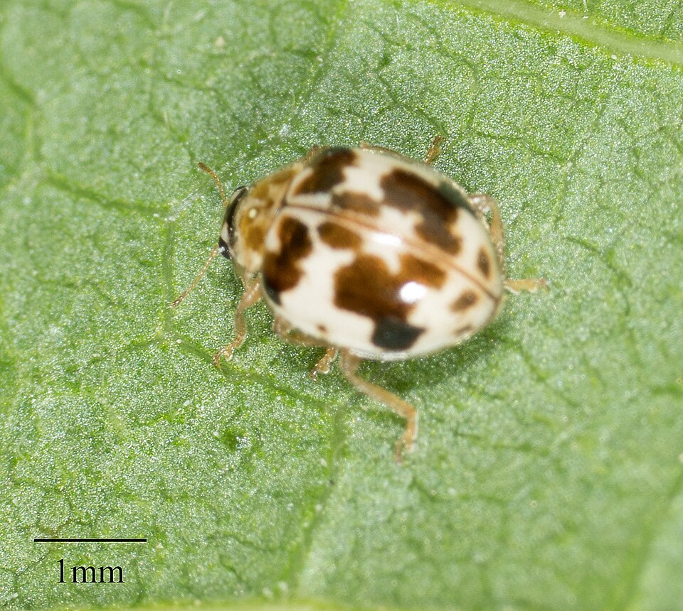 Photo of Western fairy lady beetle