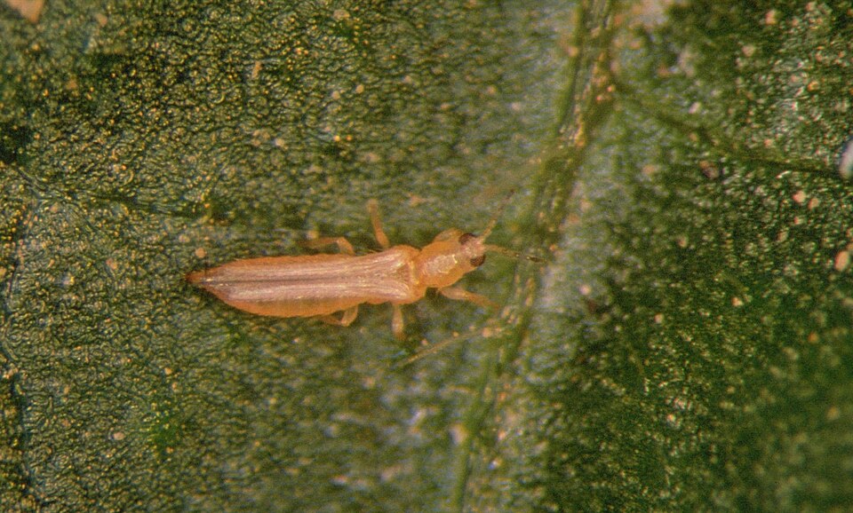 Photo of Western flower thrips