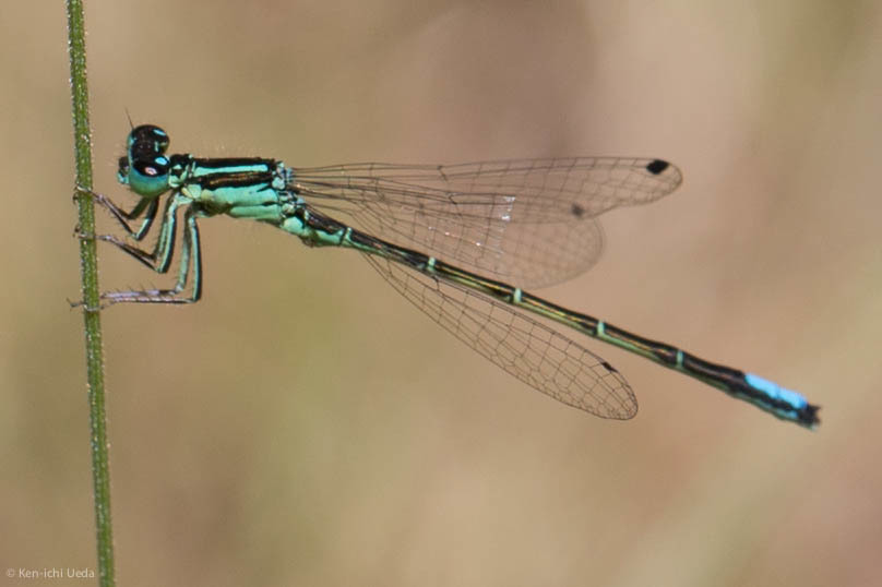 Photo of Western forktail