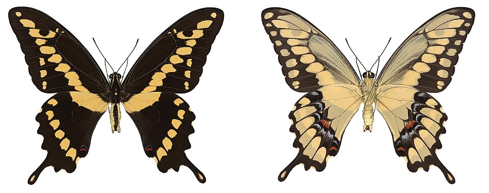 Photo of Western giant swallowtail
