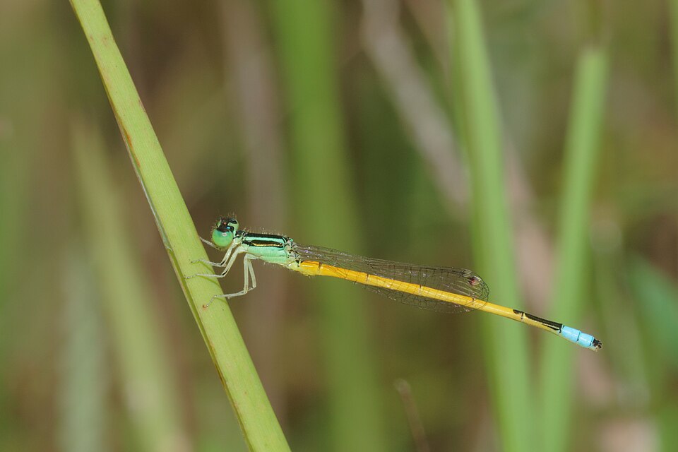 Photo of Western golden dartlet